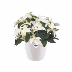 elho brussels diamond round 25cm Indoor Pot planter Freestanding Polypropylene (PP) White - Additional view 5