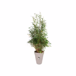 elho loft urban round high 35 Outdoor Pot planter Freestanding Polypropylene (PP) Grey