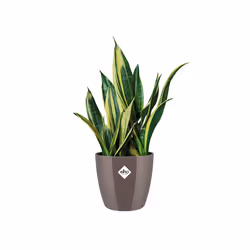 elho brussels diamond round 30cm Indoor Pot planter Freestanding Polypropylene (PP) Pearl