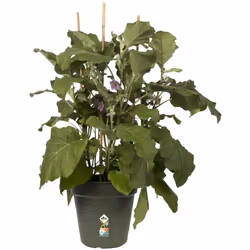 Elho Green Basics Growpot 24 - Growpot - Leaf Green - Indoor & Outdoor - Ã 24 x H 22.1 cm