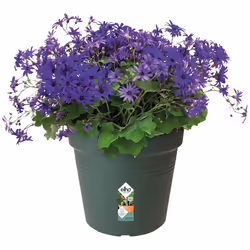 Elho Green Basics Growpot 24 - Growpot - Leaf Green - Indoor & Outdoor - Ã 24 x H 22.1 cm