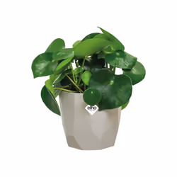 elho b.for rock 14cm Indoor Pot planter Freestanding Polypropylene (PP) Grey