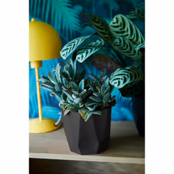 elho B.For Rock 14cm - Additional view 5