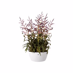 elho brussels bowl 23cm Indoor Pot planter Freestanding Polypropylene (PP) White