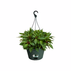 elho Green Basics Hanging Basket 28cm