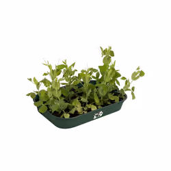 elho green basics grow tray M Planter coaster