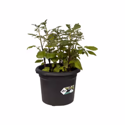 elho green basics potato pot 33cm Outdoor Pot planter Freestanding Polypropylene (PP) Black