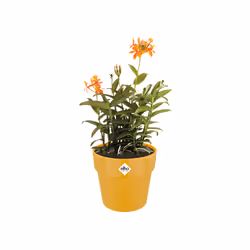 elho B.For Original Round Wheels 35cm