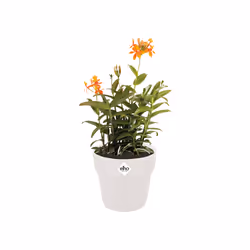 elho B.For Original Round Wheels 35cm