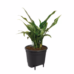elho Self-Watering Insert 33cm