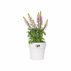 elho Vibia Straight Round 25cm