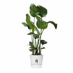 elho Greenville Round 30cm - Additional view 5