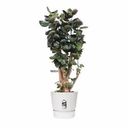 elho Greenville Round 40cm - Additional view 5