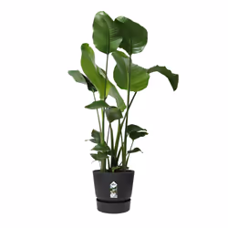 elho Greenville Round 30cm - Additional view 4
