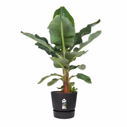 elho Greenville Round 30cm - Additional view 5