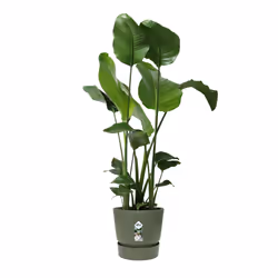 elho Greenville Round 30cm - Additional view 5