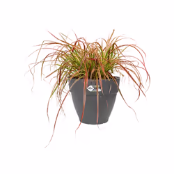 elho Vibia Campana Round 40cm - Additional view 4