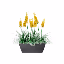 elho Vibia Campana Terrace Trough 80cm - Additional view 4