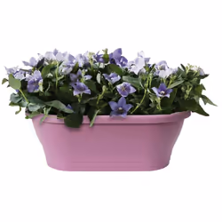 Elho Corsica Wall Planter Fence Planter Vivid Violet 39cm Bright Colour Planter