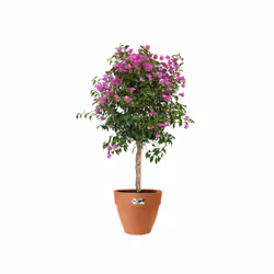 elho Vibia Campana Round 55cm - Additional view 5