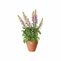 elho Vibia Campana Round 55cm - Additional view 7