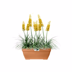 elho Vibia Campana Terrace Trough 80cm - Additional view 4