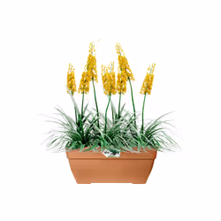 elho Vibia Campana Terrace Trough 80cm - Additional view 5