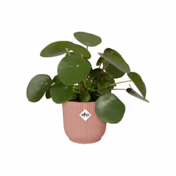 elho Vibes Fold Round 30cm - Additional view 4