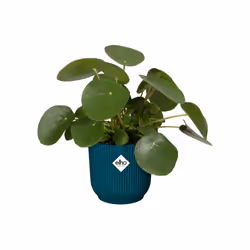 elho Vibes Fold Round 30cm - Additional view 4