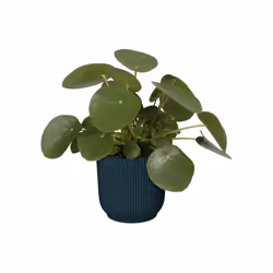 elho Vibes Fold Round 30cm - Additional view 5