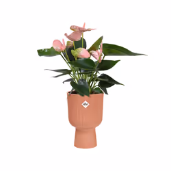 elho Vibes Fold Coupe 14cm