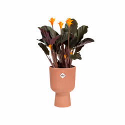 elho Vibes Fold Coupe 14cm - Additional view 4
