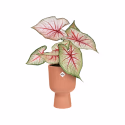 elho Vibes Fold Coupe 14cm - Additional view 5