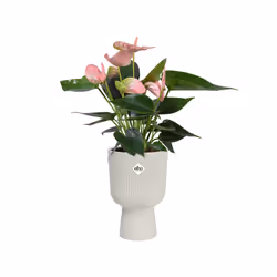 elho Vibes Fold Coupe 14cm