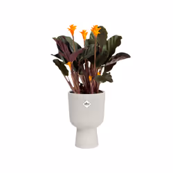 elho Vibes Fold Coupe 14cm - Additional view 4