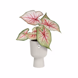 elho Vibes Fold Coupe 14cm - Additional view 5