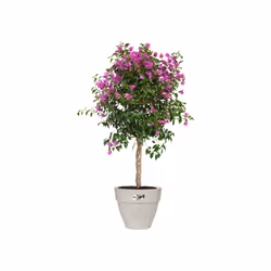 elho Vibia Campana Round 40cm - Additional view 3