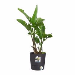 elho Greensense Aqua Care Round 30cm - Additional view 4