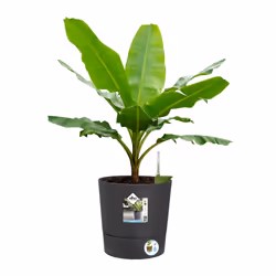 elho Greensense Aqua Care Round 30cm - Additional view 6