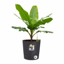 elho Greensense Aqua Care Round 35cm - Additional view 4