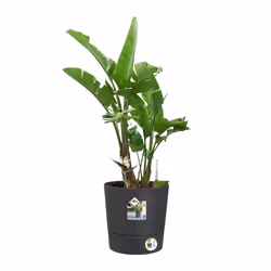 elho Greensense Aqua Care Round 35cm - Additional view 5