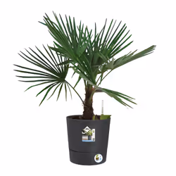 elho Greensense Aqua Care Round 35cm - Additional view 6