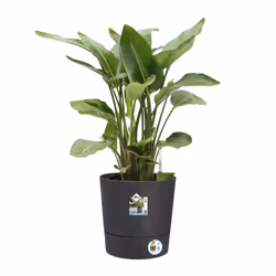 elho Greensense Aqua Care Round 43cm - Additional view 4