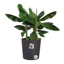 elho Greensense Aqua Care Round 43cm - Additional view 6