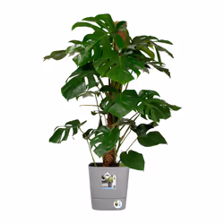 elho Greensense Aqua Care Square 30cm - Additional view 6