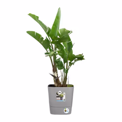 elho Greensense Aqua Care Square 30cm - Additional view 8