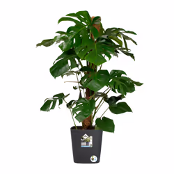 elho Greensense Aqua Care Square 30cm - Additional view 6