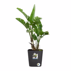 elho Greensense Aqua Care Square 30cm - Additional view 7