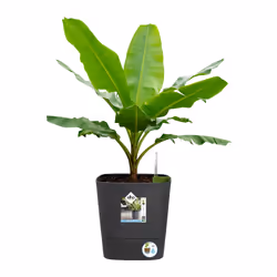 elho Greensense Aqua Care Square 30cm - Additional view 8