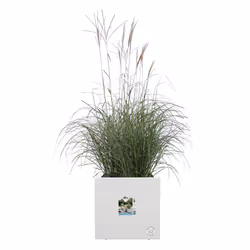 elho Vivo Next Square 30cm - Additional view 4
